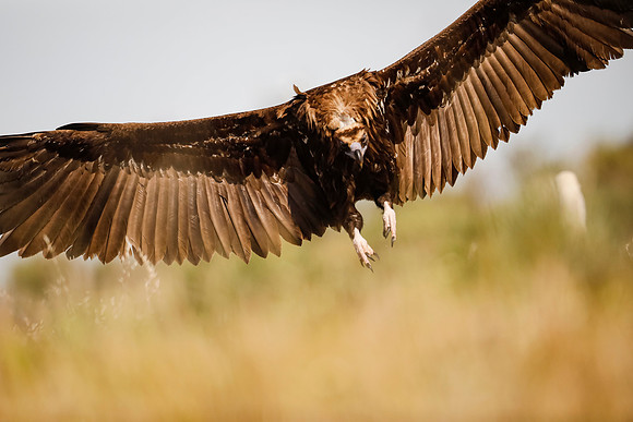 Monniksgier, Cinereous Vulture, Extremadura, Spain 2019
