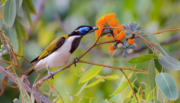 Blue-faced Honeyeater, Australia NT 2016
