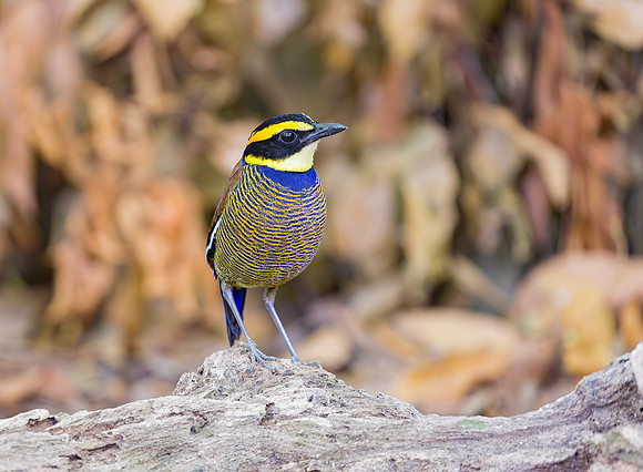 Javan Banded Pitta ♂, Bali Indonesia 2018