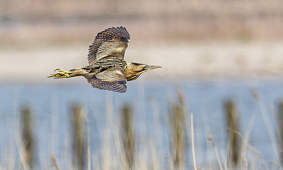 Roerdomp, Eurasian Bittern, Marker Wadden 2024