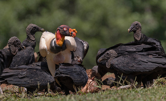 King Vulture, Black Vulture, Costa Rica 2022
