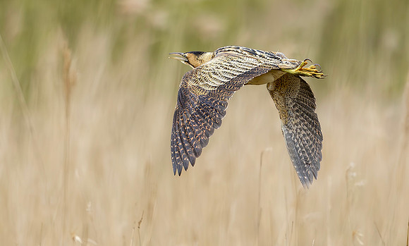 Roerdomp, Eurasian Bittern, Marker Wadden 2024