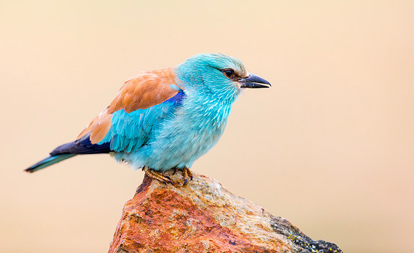 Scharrelaar ♂, European Roller, Campo Lugar, España 2019,