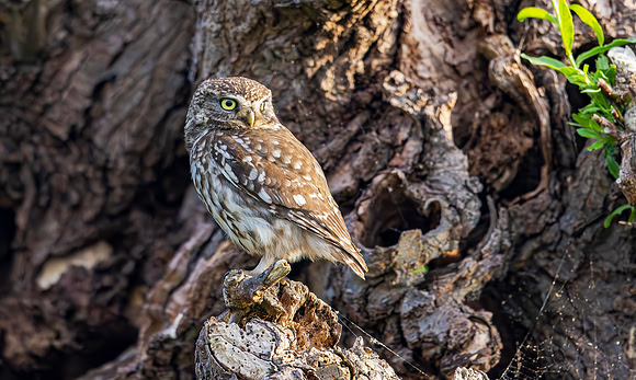 Steenuil ♀,  Little Owl, Groene Hart 2025