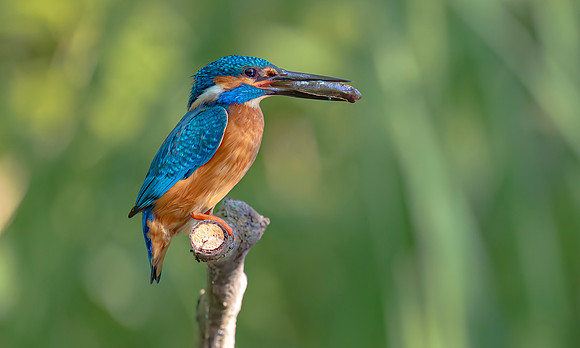 IJsvogel ♂, Common Kingfisher, Kockengen 2020