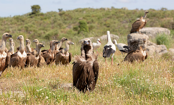 Monniksgier, Cinereous Vulture, Vale Gier, Griffon Vulture, Zwarte Ooievaar, White Stork, España