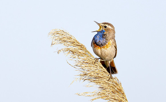 Blauwborst  ♂,  Bluethroat, Waverhoek 2025
