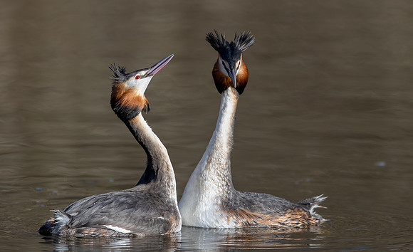 Fuut ♀, ♂, balts, Great Crested Grebe courtship, Kockengen 2025
