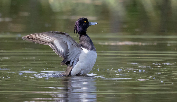 20 Kuifeend, Tufted Duck m, Annsjön, Zweden, 10-06-2022, 16A0701 b