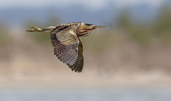 Roerdomp, Eurasian Bittern, Marker Wadden 2024