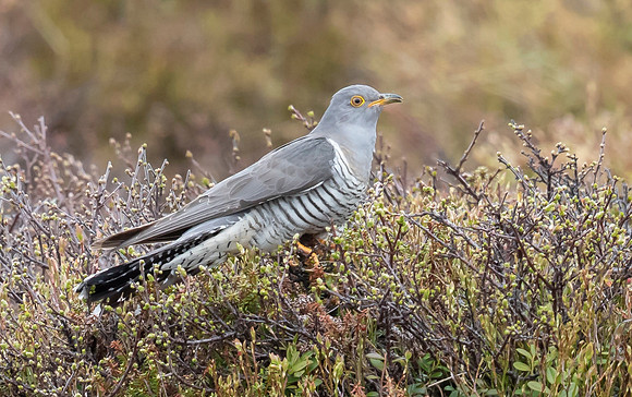 Koekoek, European Cuckoo, Handöl 12-06-2022, 16A1202 II