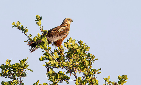 Bruine Kiekendief ♂, Marsh Harrier, Zilverkade, Kockengen 2025