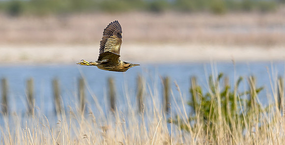 Roerdomp, Eurasian Bittern, Marker Wadden 2024