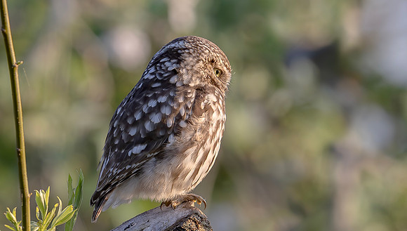 Steenuil, Little Owl, Groene Hart, Nederland 2024