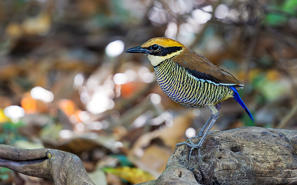 Javan Banded Pitta ♀,  Bali Barat NP, Indonesia 2018