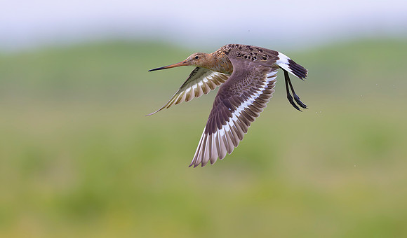 Grutto, Black-tailed Godwit, Eempolder 2024