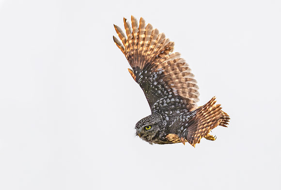 Steenuil ♂, Little Owl, Groene Hart 2024