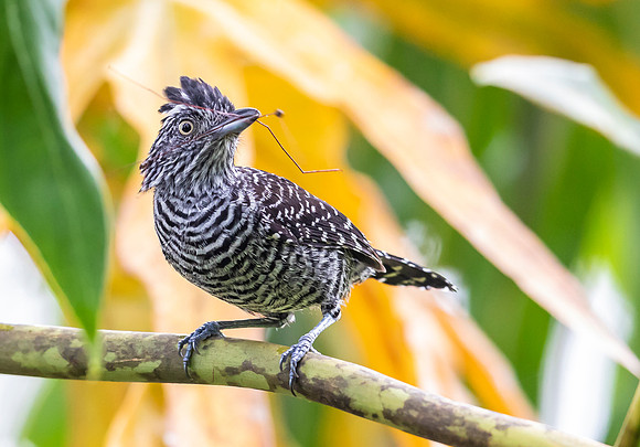 Barred Antshrike ♂, Costa Rica 2022