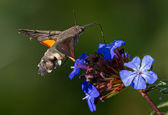 Kolibrievlinder op loodkruid, Hummingbird Hawk-moth on Leadwort, Kockengen  2022
