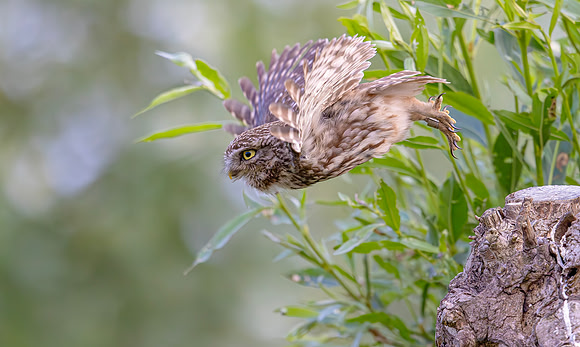 Steenuil ♂, Little Owl, Groene Hart 2025