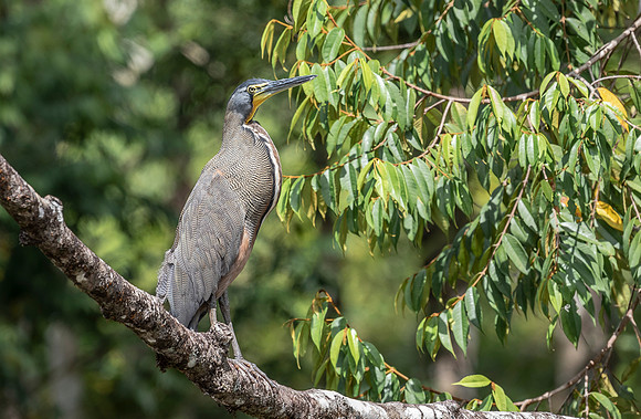 Bare-throated Tiger Heron, Costa Rica 2022