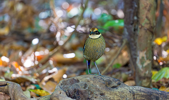 Javan Banded Pitta ♀, Bali, Indonesia 2018