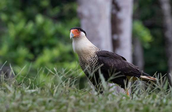 Crested Caracara, Costa Rica 2022