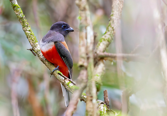 Malabar Trogon ♂, Sinharaja NP, Sri Lanka 2019