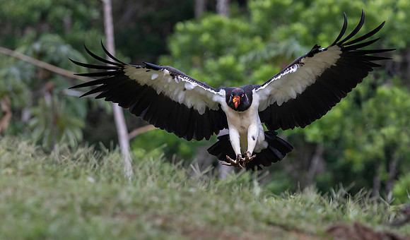 King Vulture, Costa Rica 2022