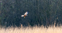Bruine kiekendief ♂, Eurasian Marsh harrier, Rietlanden Kockengen 2025