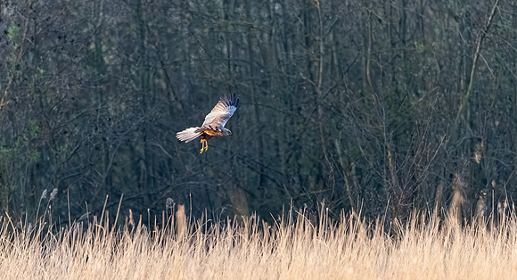 Bruine kiekendief ♂, Eurasian Marsh harrier, Rietlanden Kockengen 2025