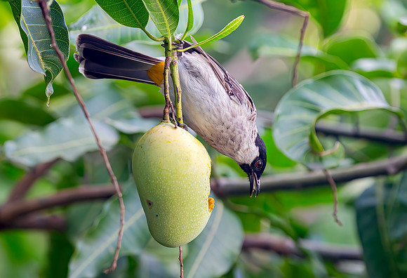 Sooty-headed Bulbul, Ternate, Indonesia 2018