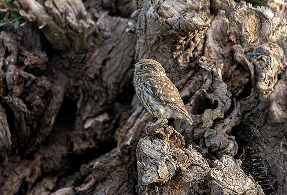 Steenuil, Little Owl, Groene Hart 30-05-2025