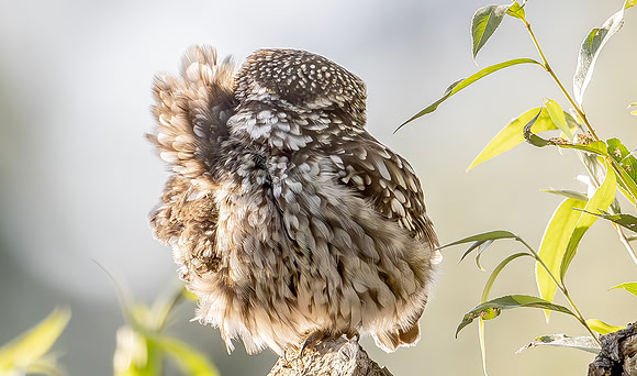 Steenuil ♂, Little Owl, Groene Hart 2024
