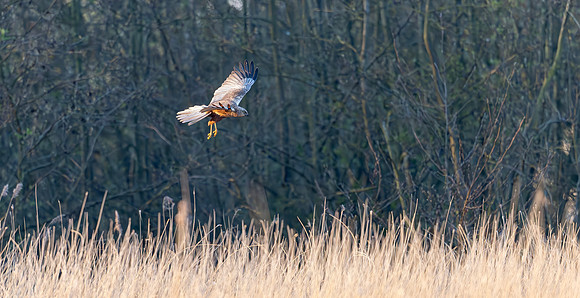 Bruine kiekendief ♂, Marsh harrier, Rietlanden Kockengen 2025