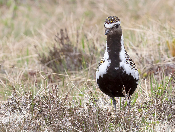 Goudplevier, Golden Plover, Storlien, Jämtland 2022