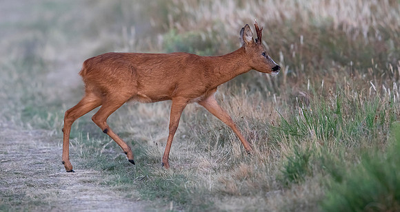 Roe Deer, Ree-bok, duinen van Schouwen 2022