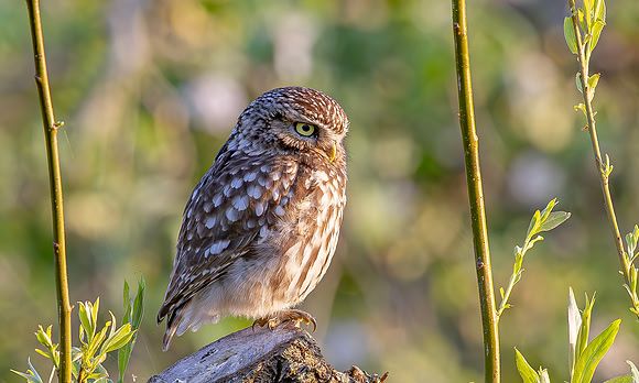 Steenuil, Little Owl, Groene Hart 2024