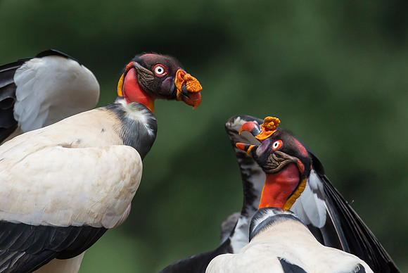 King Vulture, Costa Rica 2022