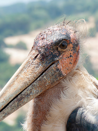 Marabu Stork, Uganda 2 september 2010 (3)