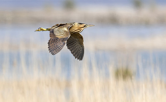 Roerdomp, Eurasian Bittern, Marker Wadden 2024