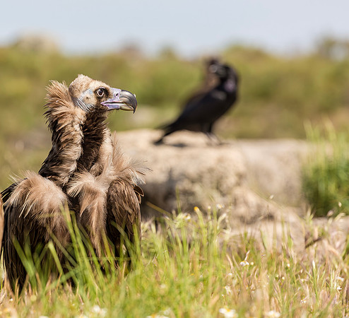 Monniksgier, Cinereous Vulture, Raaf, Raven, Extremadura, Spain 2019