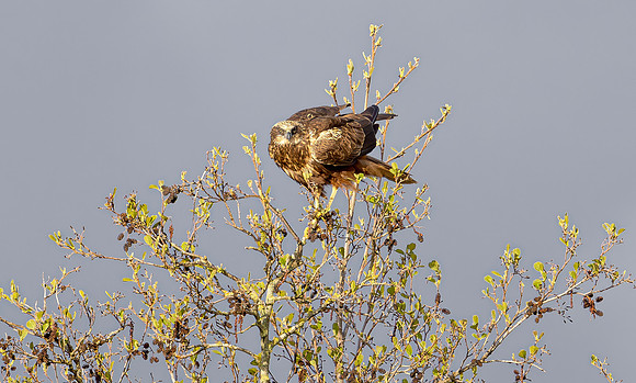 Bruine kiekendief ♀, Marsh harrier, Rietlanden Kockengen 2024