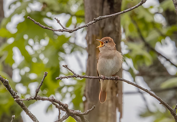 Nachtegaal, Nightingale, Berzocana, Extremadura, Spain 2019