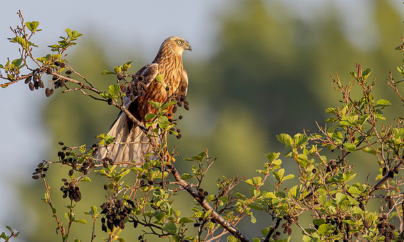 Bruine kiekendief ♂, Marsh harrier, Rietlanden Kockengen 2025