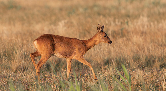 Roe Deer, Ree-geit, duinen van Schouwen 2022