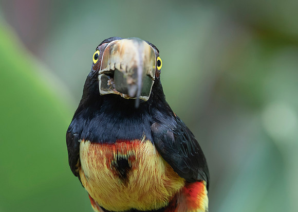 Collared Aracari, Costa Rica 2022