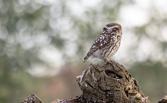 Steenuil, Little Owl, groene hart, Nederland 2024