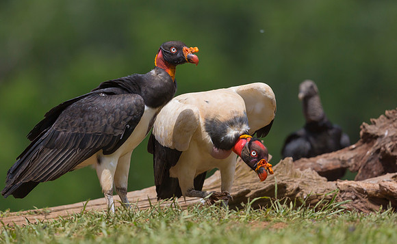 King Vulture, Costa Rica 2022
