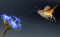 Een dagvlinder, een nachtvlinder en een vlieg in mijn tuin